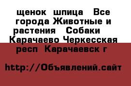 щенок  шпица - Все города Животные и растения » Собаки   . Карачаево-Черкесская респ.,Карачаевск г.